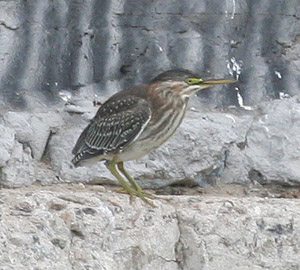 Green Heron